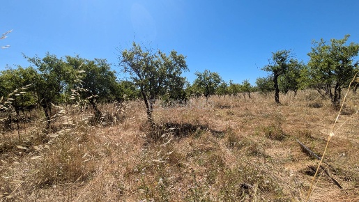 Foto Terreno agricolo in contrada risicone, Avola di 34310 m² in vendita