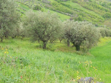 Foto Terreno residenziale in via dei calanchi, Colonnella di 1700 m²