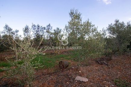 Foto Terreno agricolo in Contrada San Giacomo, San Vito dei Normanni