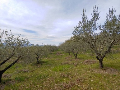 Foto Terreno agricolo a Assisi di 10725 m² in vendita