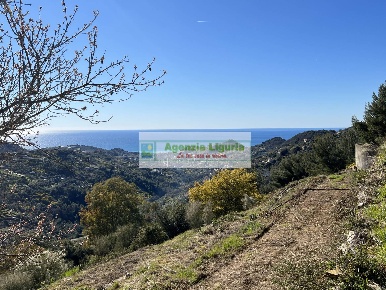 Foto Terreno agricolo a Vallebona di 13000 m² in vendita