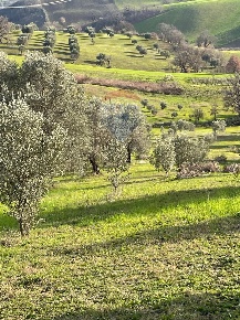 Foto Terreno agricolo in c.da Marinello, Cervicati in vendita