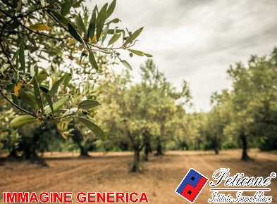 Foto Terreno agricolo in VALLE BERNARDO, Lenola Valle Bernardo di 2110 m²