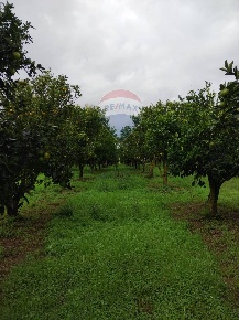 Foto Terreno agricolo in strada provinciale 63, Caltagirone in vendita