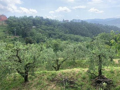 Foto Terreno agricolo a Santo Stefano di Magra di 3000 m² in vendita