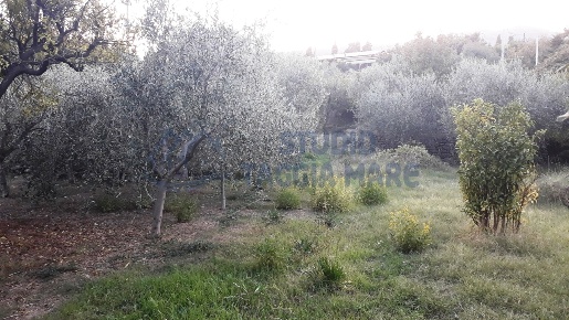 Foto Terreno agricolo in Via Del Piano, Taggia Centro di 1200 m² in vendita