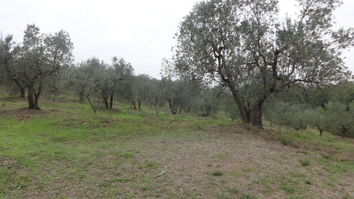 Foto Terreno agricolo in Via San Donato 925/A, Lucca San Donato di 1500 m²