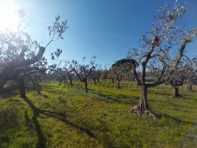 Foto Terreno agricolo in Via dei Fichi  25, Rosignano Marittimo di 56 m²