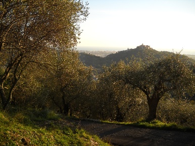 Foto Terreno agricolo in Via Marcianella, Luni di 2820 m² in vendita