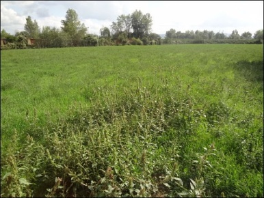 Foto Terreno agricolo a Campi Bisenzio San Donnino di 11000 m² in vendita
