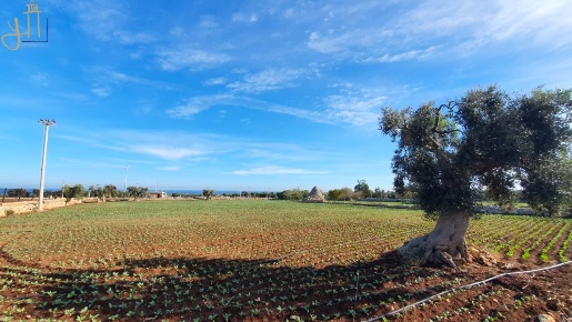 Foto Terreno agricolo in strada comunale cardaro, Polignano a Mare
