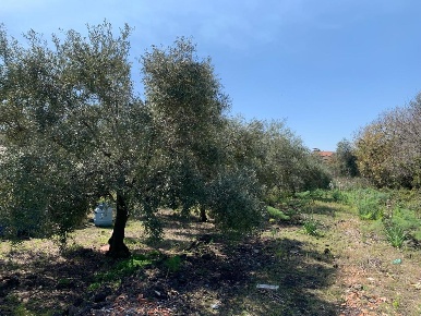 Foto Terreno agricolo a Pedara Centro di 3300 m² in vendita