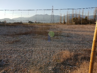 Foto Terreno agricolo in I Moretti, Calcinaia Centro di 3300 m² in vendita