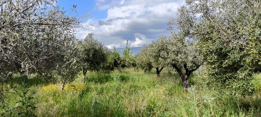 Foto Terreno agricolo in Strada Provinciale 106, Lamezia Terme di 2887 m²