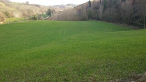 Foto Terreno agricolo a Mondavio Centro in vendita