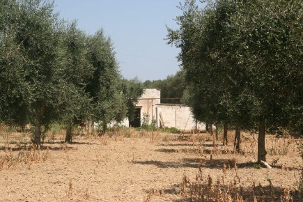 Foto Terreno agricolo in contrada mandrò, Cutrofiano di 97 m² in vendita