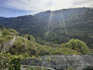 Foto Terreno agricolo in via grilli, Vallebona Centro Città di 3800 m²
