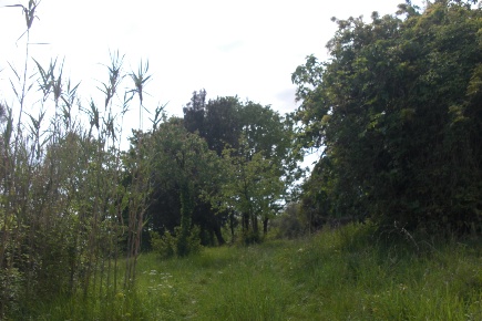 Foto Terreno agricolo a Casciana Terme Lari Piazza Roma - Borgo Cappuccini