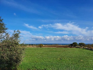Foto Terreno agricolo in c.da macchie, Polignano a Mare in vendita