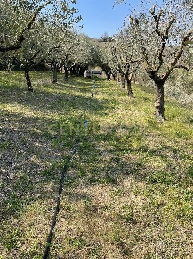 Foto Terreno agricolo in Loc. Postuman, Mezzane di Sotto Centro di 20000 m²