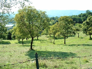 Foto Terreno agricolo in Via Nazionale, Barberino di Mugello di 5000 m²