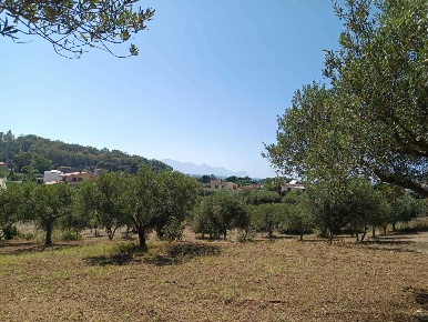 Foto Terreno agricolo a Balestrate Sicciarotta Calatubo di 5120 m²