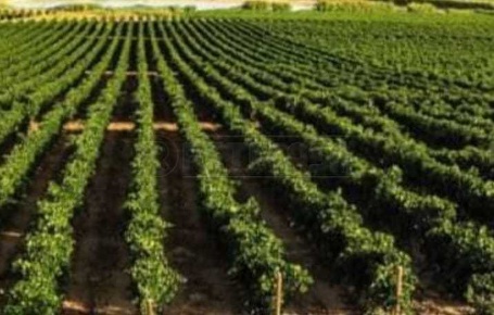 Foto Terreno agricolo a Mazara del Vallo di 47000 m² in vendita