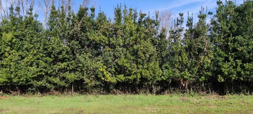Foto Terreno agricolo in fontana Mazzocca snc, Cassino Centro di 5300 m²