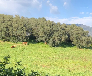 Foto Terreno agricolo in Via Colle Spinello, Guidonia Montecelio in vendita