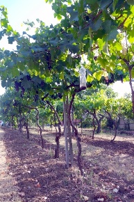Foto Terreno agricolo in Via Pergola 6, Rimini Vergiano di 7000 m²