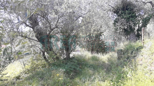 Foto Terreno agricolo in Via Don Antonio Domenbellone, Imperia di 9270 m²