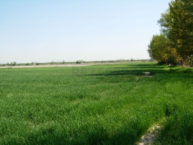 Foto Terreno agricolo a Camisano Vicentino Frazioni di Camisano Vicentino