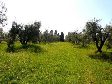 Foto Terreno agricolo in Pipistrello, Rosignano Marittimo Rosignano Solvay