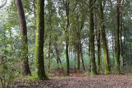 Foto Terreno agricolo in Via di Miemo, Guardistallo in vendita
