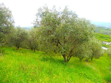 Foto Terreno edificabile a Colonnella di 11000 m² in vendita