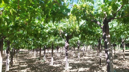 Foto Terreno agricolo a Miglianico in vendita