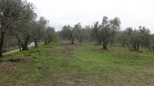 Foto Terreno agricolo in Via di Cocombola, Lucca Cerasomma di 3500 m²