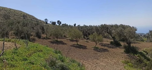 Foto Terreno agricolo a Motta San Giovanni di 16750 m² in vendita