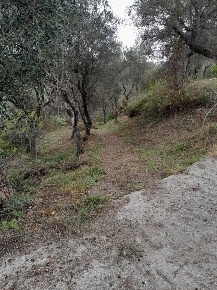 Foto Terreno agricolo a Arcola Centro di 4300 m² in vendita