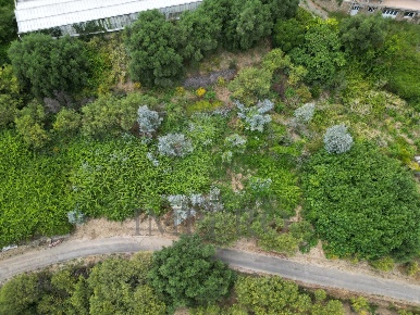 Foto Terreno agricolo in Via delle Otto Case 1, Ventimiglia di 2789 m²