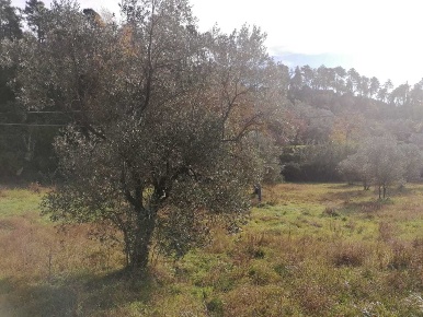 Foto Terreno agricolo a Sarzana Olmo, Santa Caterina, Falcinello di 3500 m²