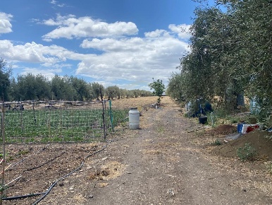 Foto Terreno agricolo a Belpasso Centro di 16000 m² in vendita