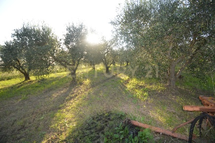 Foto Terreno agricolo in Strada del Querciolo 125, Grosseto di 60000 m²