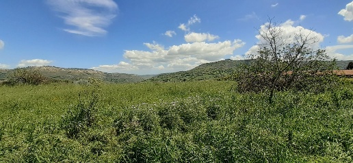 Foto Terreno agricolo in c.da Poi, Palazzolo Acreide in vendita