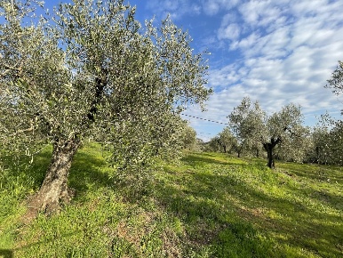 Foto Terreno agricolo in Via Pasubio 33, Cecina Cecina Centro in vendita