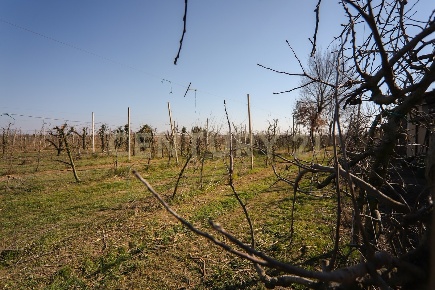 Foto Terreno agricolo in Via Trento 70, Minerbe Centro di 61000 m²