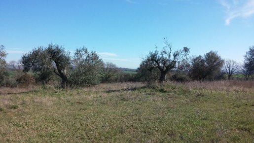 Foto Terreno agricolo in c.da Cugni, Siracusa Gelone - Cadorna in vendita