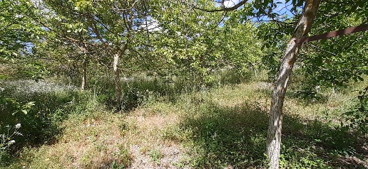 Foto Terreno agricolo in Strada Statale 287, Noto di 13000 m² in vendita