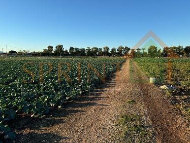 Foto Terreno agricolo a Monopoli in vendita