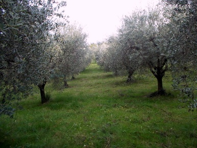 Foto Terreno agricolo in Località Monticelli Alto, Ascoli Piceno di 5515 m²